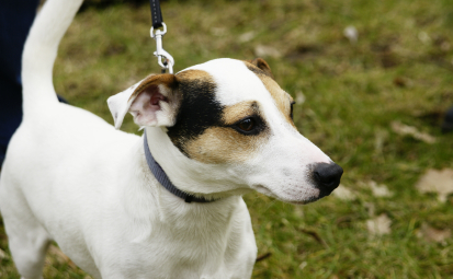 Na zdjęciu pies na smyczy