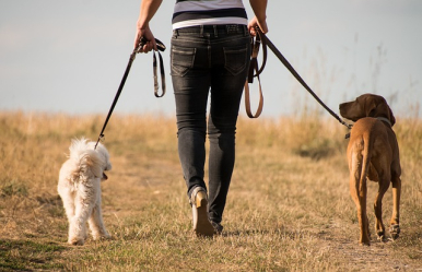 osoba prowadzi dwa psy na smyczy na spacer