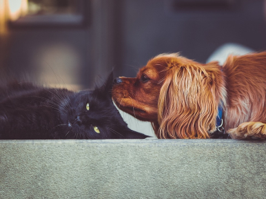 czarny kot leży obok rudego psa; pies; kot; chipowanie