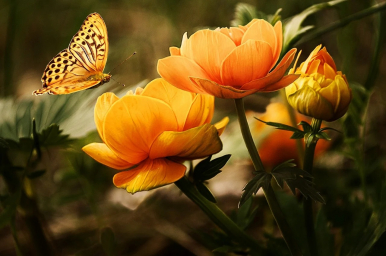 Na zdjęciu widzimy duże kwiaty - żółto-pomarańczowe, oświetlone promieniami słońca i motyla zbliżającego się do płatków tych kwiatów
