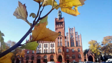 ratusz miejski w tle, na pierwszym planie gałąź z liśćmi