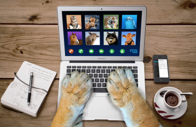 otworzony laptop, łapki zwierzęcia na klawiaturze, na monitorze wizerunek: kota, żyrafy, tygrysa, delfina, konia, owcy, psa i krowy; obok laptopa kawa, telefon komórkowy oraz notes z długopisem