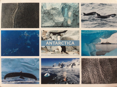 Na zdjęciu widzimy pierwszą stronę kartki pocztowej obrazującej kilka widoków na Antarktydę - ogon wiloryba, podwony świat, lodowiec, pingwin, statek, grzbiety orek
