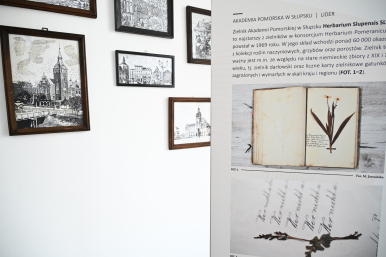 Fragment wystawy - element roślinny z opisem; w tle ściana ze zdjęciami Słupska z dawnych lat