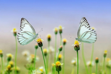 Na zdjęciu widzimy kwiaty polne i dwa motylki