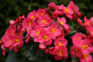 Różowa begonia.