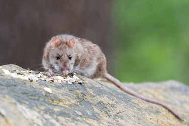 na zdjęciu na brązowo-zielonym tle znajduje się szary szczur, który siedzi na skale. Przed nim wysypane są ziarna zbóż i słonecznika, które szczur wącha.