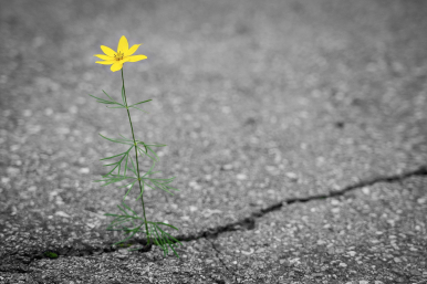 pęknięta droga asfaltowa, wyrastający z niej żółty kwiatek