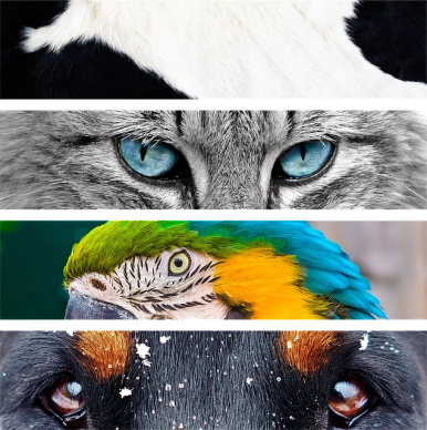oczy psa, papugi ara, oczy kota, kawałek sierści krowy