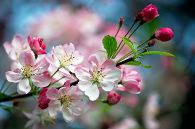 opis zdjęcia - gałązka z kwiatami jabłoni w kolorze biało - różowym