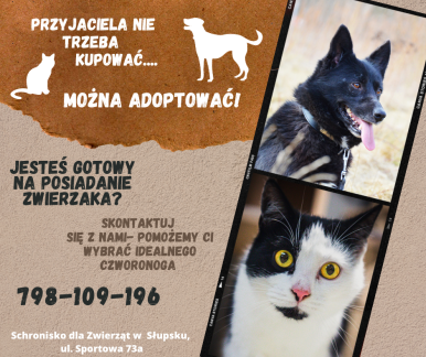 plakat czarny pies, biało-czarny kot z żółtymi oczami, promocja adopcji