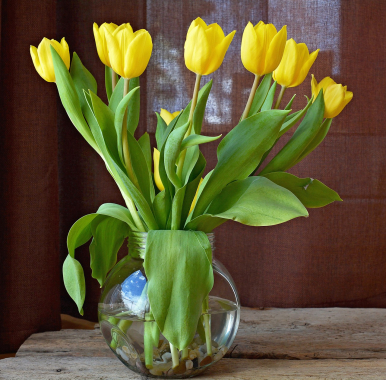 Na zdjęciu widzimy kilka żółtych tulipanów umieszczonych w szklanym wazonie wypełnionym w połowie wodą.