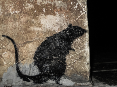 Namalowany cień szczura na ścianie