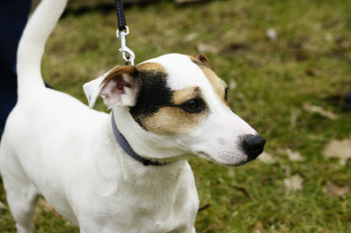 Na zdjęciu pies na smyczy