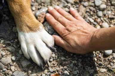 Łapka psa obok dłoń człowieka na ziemi  z kamieniami
