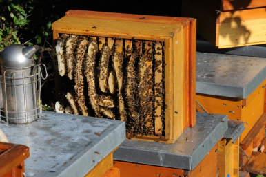 drewniane ule, na jednym z nich wyciągnięty plaster z pracującymi pszczołami
