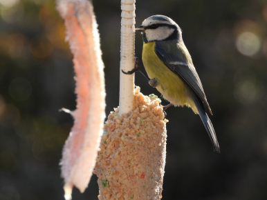 Ptak spożywa ziarna zamieszczone w siateczce (źródło: www.pixabay.com)