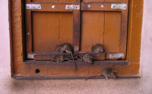 zdjęcie przedstawiające gryzonie