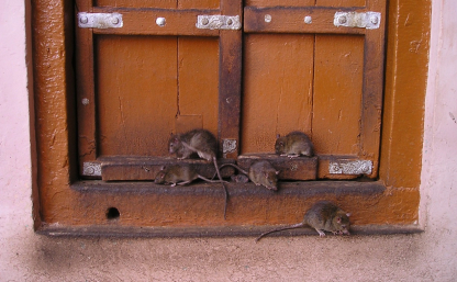 zdjęcie przedstawiające gryzonie