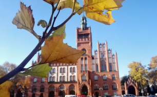 ratusz miejski w tle, na pierwszym planie gałąź z liśćmi