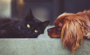 na zdjęciu czarny, mały kot oraz "rudy" pies. Kot patrz dużymi żółtymi oczami na wprost, a pies spogląda na kota. Oba zwierzęta leżą na betonowym murku.