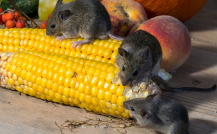 Trzy szare myszki jedzą kukurydzę