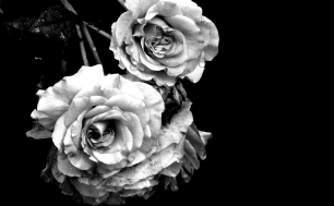 Białe róże na czarnym tle