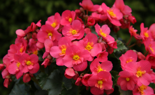 Różowa begonia.