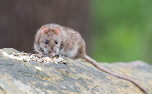 na zdjęciu na brązowo-zielonym tle znajduje się szary szczur, który siedzi na skale. Przed nim wysypane są ziarna zbóż i słonecznika, które szczur wącha.