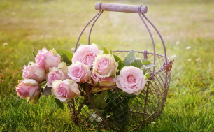 zdjęcie przedstawia druciany kosz z różowymi różami stojący na trawie  (fot. pixabay)