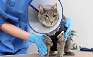 Zdjęcie przedstawia szarego kota po zabiegu wykastrowaniu