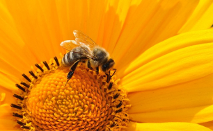 pszczoła siedzi na żółtym kwiacie i zbiera nektar