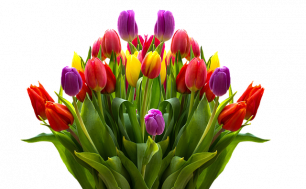 Zdjęcie przedstawia bukiet kolorowych tulipanów. Fot.Pixabay.
