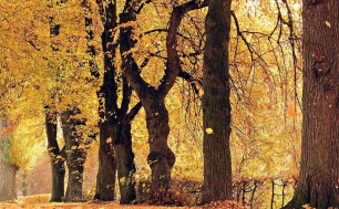 Polska złota jesień. Drzewa ozdobione złotymi liścmi - typowe dla pory jesiennej.