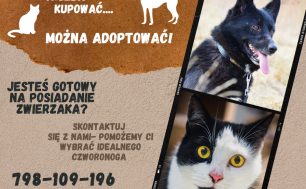plakat czarny pies, biało-czarny kot z żółtymi oczami, promocja adopcji