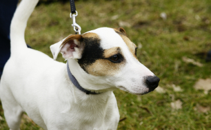 Na zdjęciu pies na smyczy